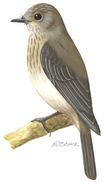 Muscicapa striata