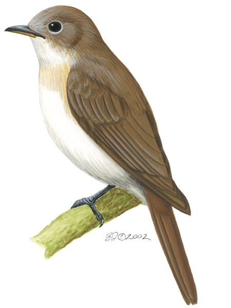 Muscicapidae