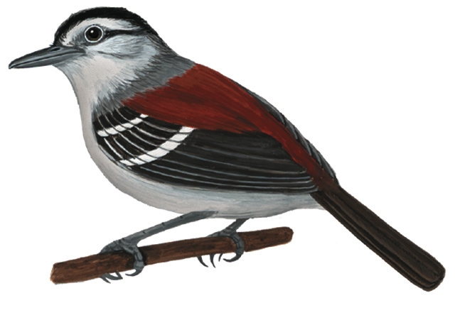 Terenura_spodioptila