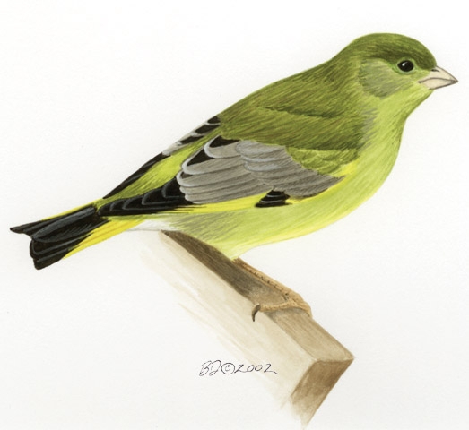 Carduelis_chloris