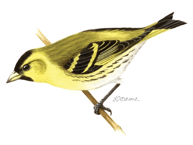 Carduelis_spinus