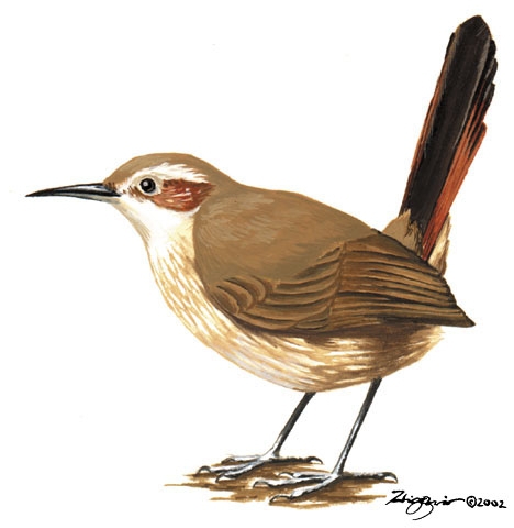 Furnariidae