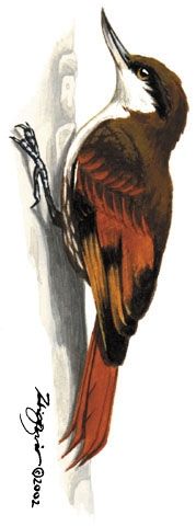 Furnariidae