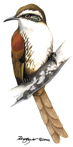 Furnariidae