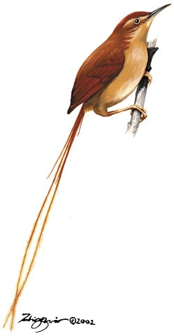 Sylviothorhynchus_desmursii