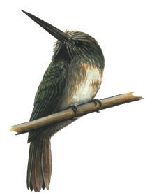 Galbulidae