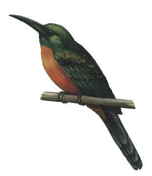 Galbulidae