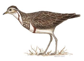 Neognathae