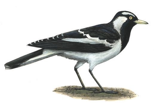 Grallina_cyanoleuca