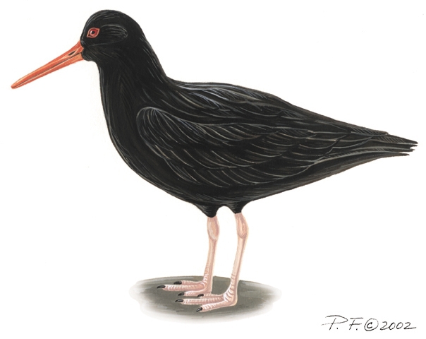 Haematopus