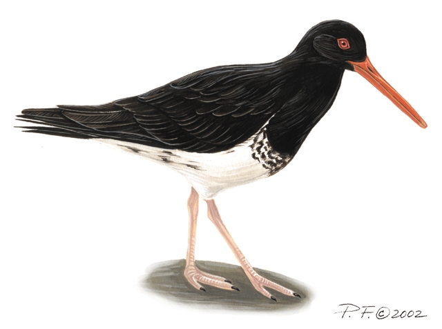 haematopus_unicolorpied