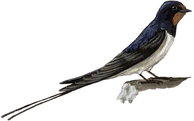 Photo of Hirundo rustica