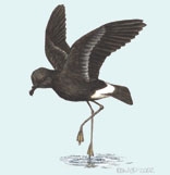 Procellariiformes