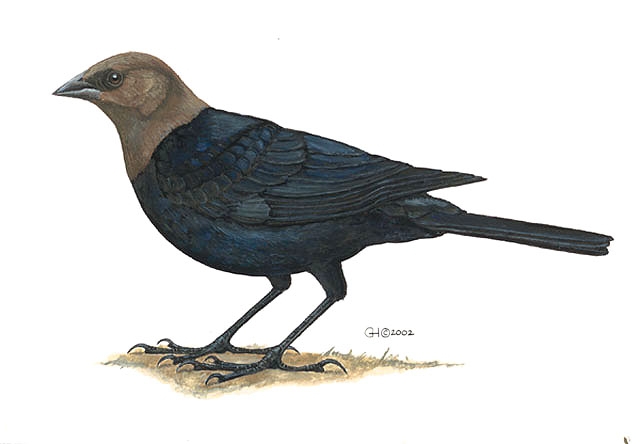 Icteridae