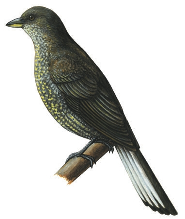 Piciformes