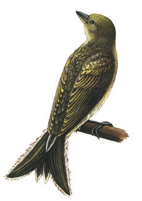 Indicatoridae