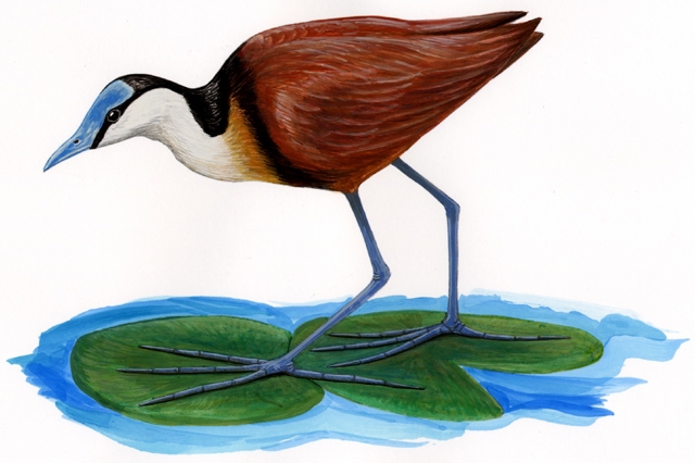 Actophilornis_africanus