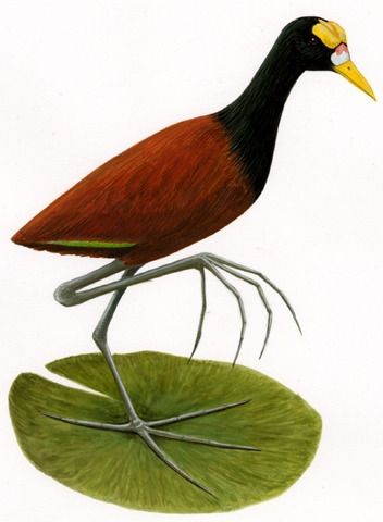 Jacana