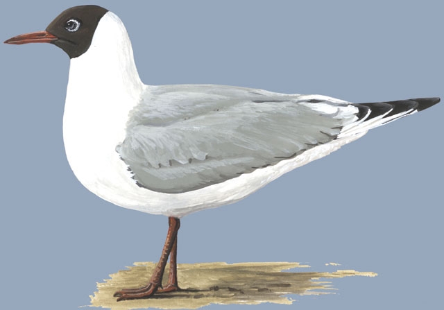 Larus_ridibundus