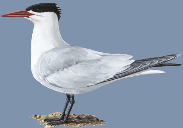 Laridae