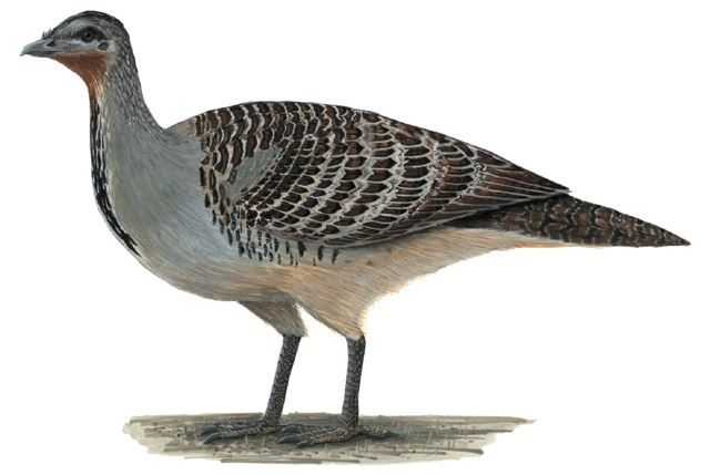 Galliformes