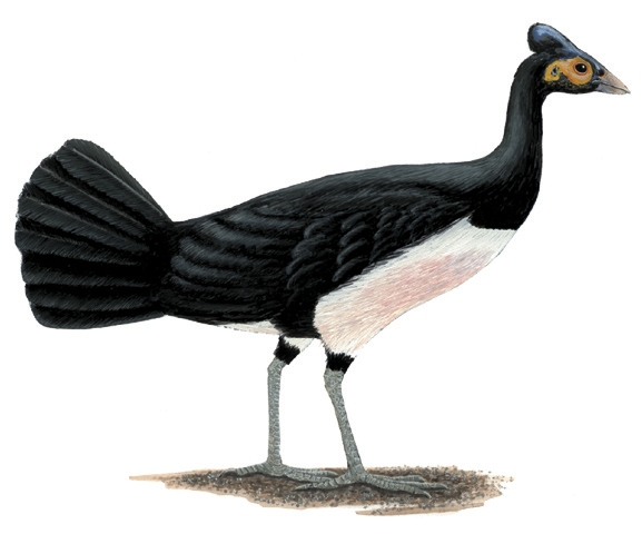 Macrocephalon_maleo