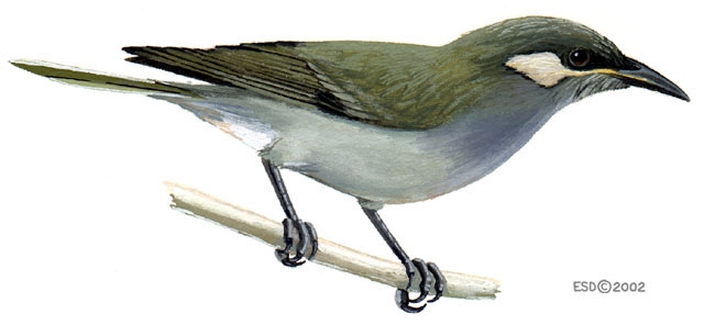 Meliphaga_aruensis