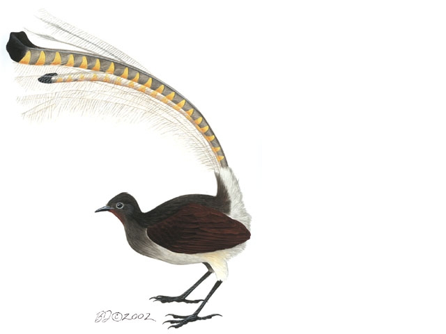 Vertebrata