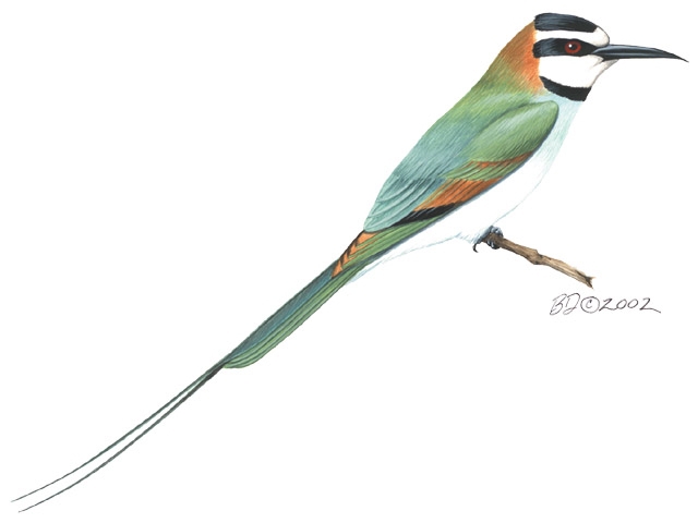 Coraciiformes