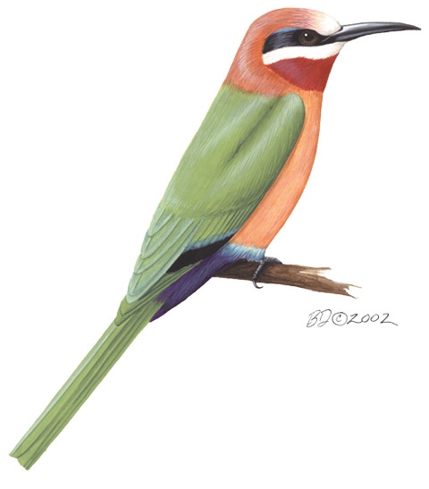 Coraciiformes