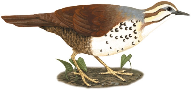 Mesitornithidae