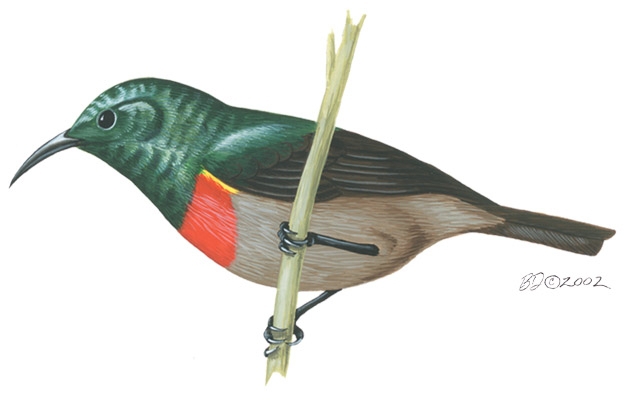 Sarcopterygii