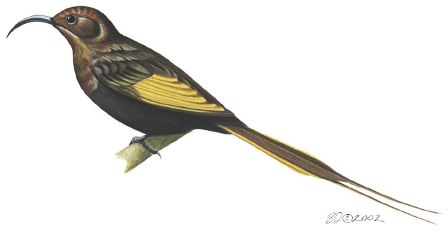 Drepanorhynchus