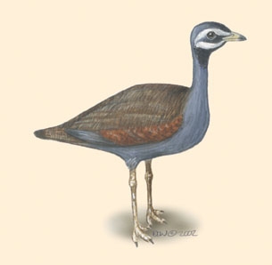 Neognathae