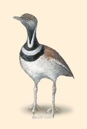 Gruiformes