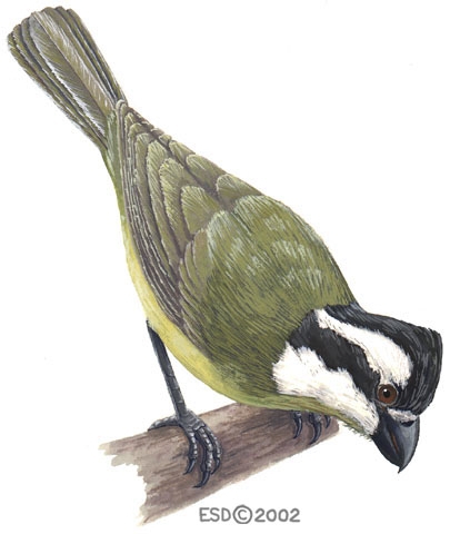 Sarcopterygii