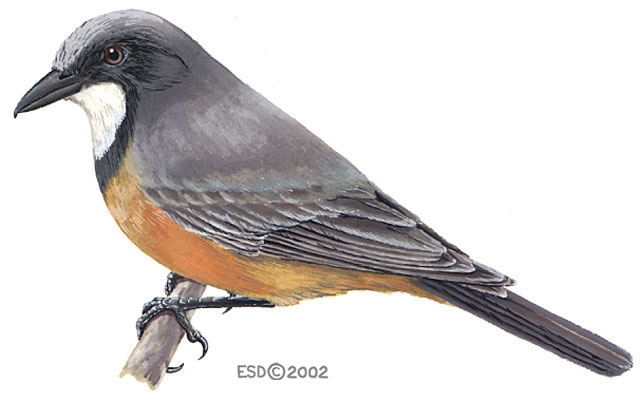 Pachycephala.rufiventris.m