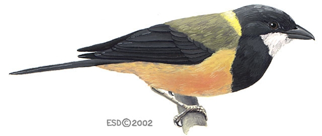 Pachycephala