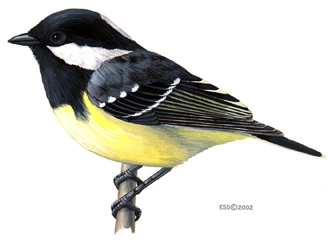 Parus_venustulus_male