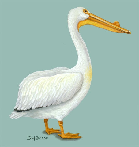 Pelecanus erythrorhynchos