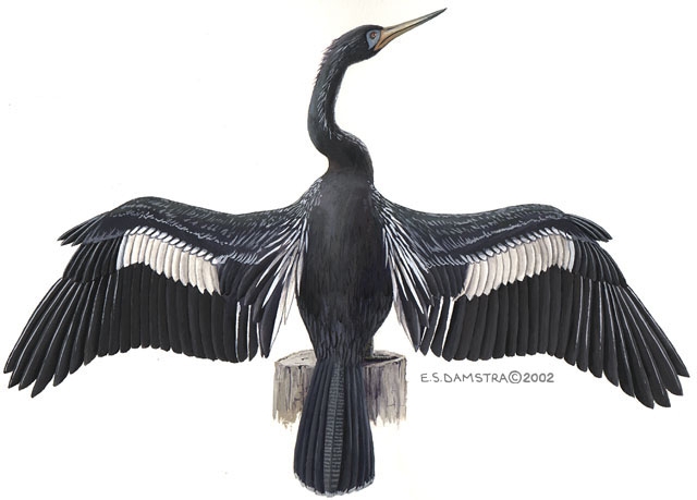 Anhinga