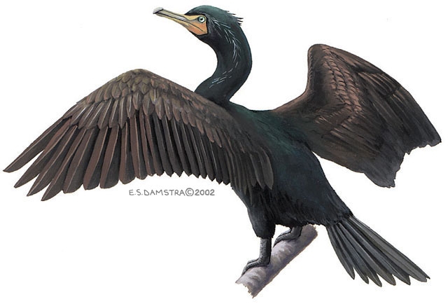 Phalacrocorax auritus