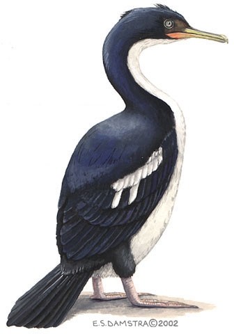 Phalacrocoracidae