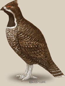 Phasianidae