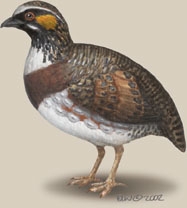 Phasianidae