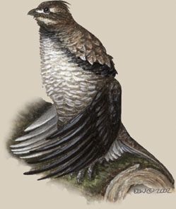 Phasianidae