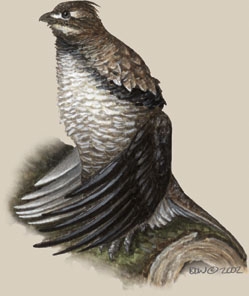 Galliformes