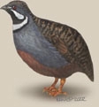 Coturnix_chinensis