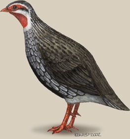 Galliformes