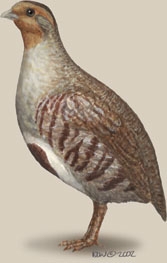 Phasianidae